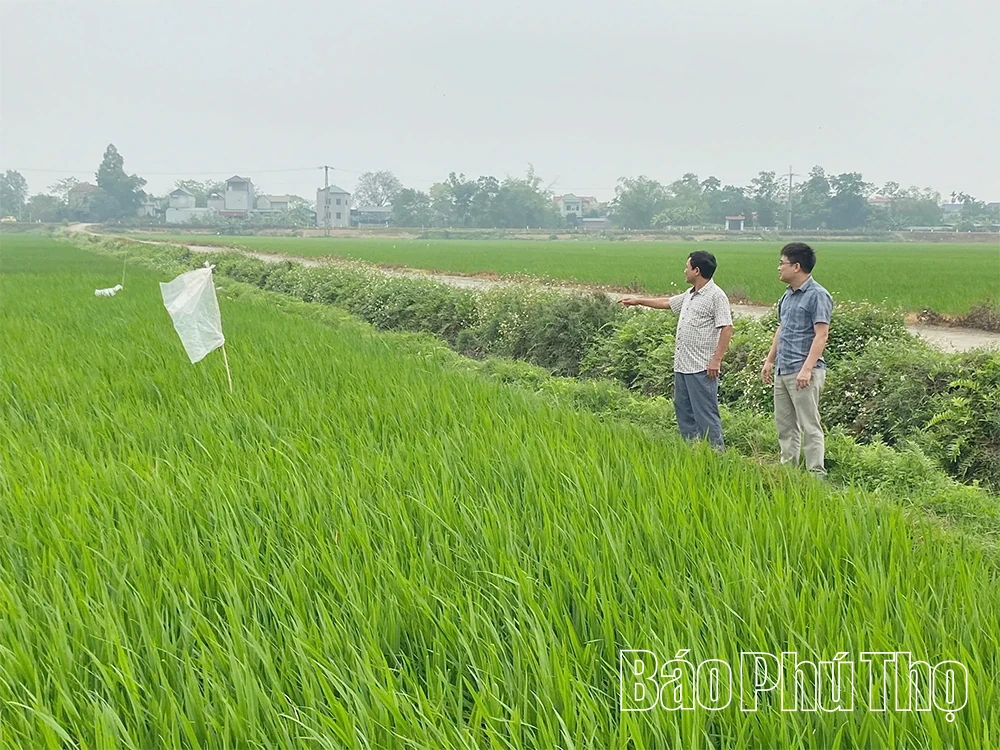 Tiên Lữ tập trung sản xuất nông nghiệp ứng dụng công nghệ cao