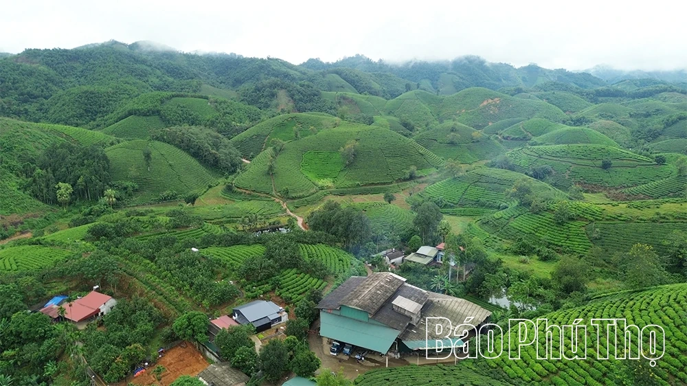Sắc xanh phủ kín đất trung du