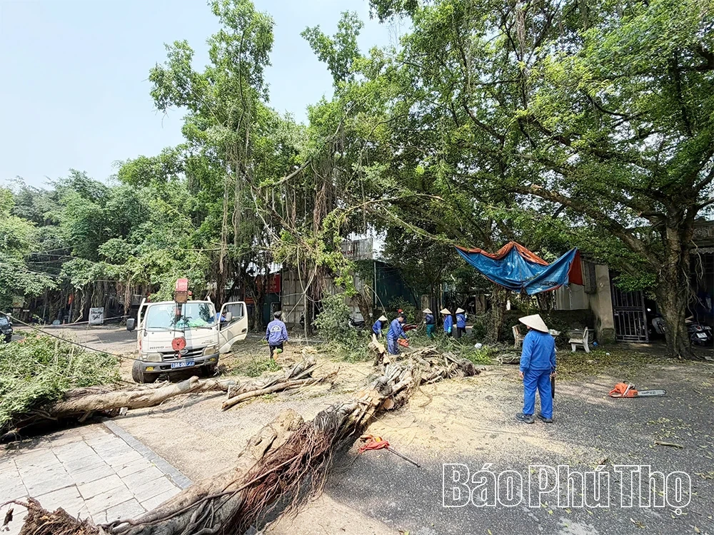 Nhiều cây xanh bị gãy đổ sau mưa dông