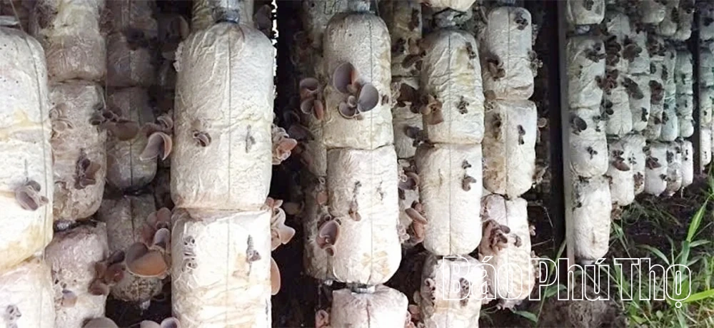 Trở thành tỷ phú nhờ nghề trồng nấm mộc nhĩ