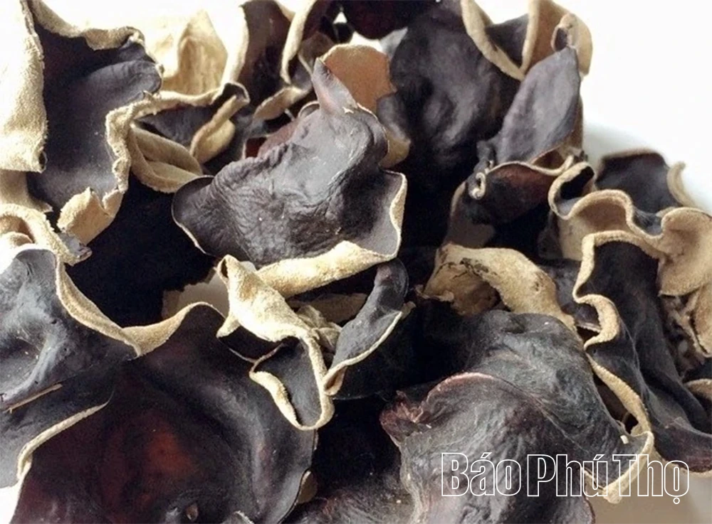 Trở thành tỷ phú nhờ nghề trồng nấm mộc nhĩ