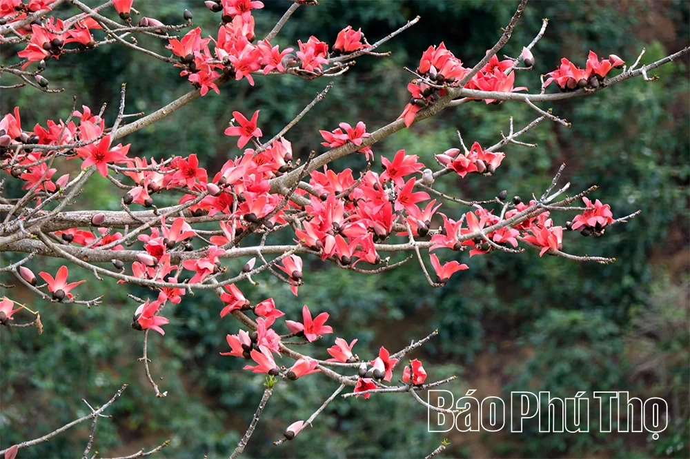 Sắc hoa tháng Ba