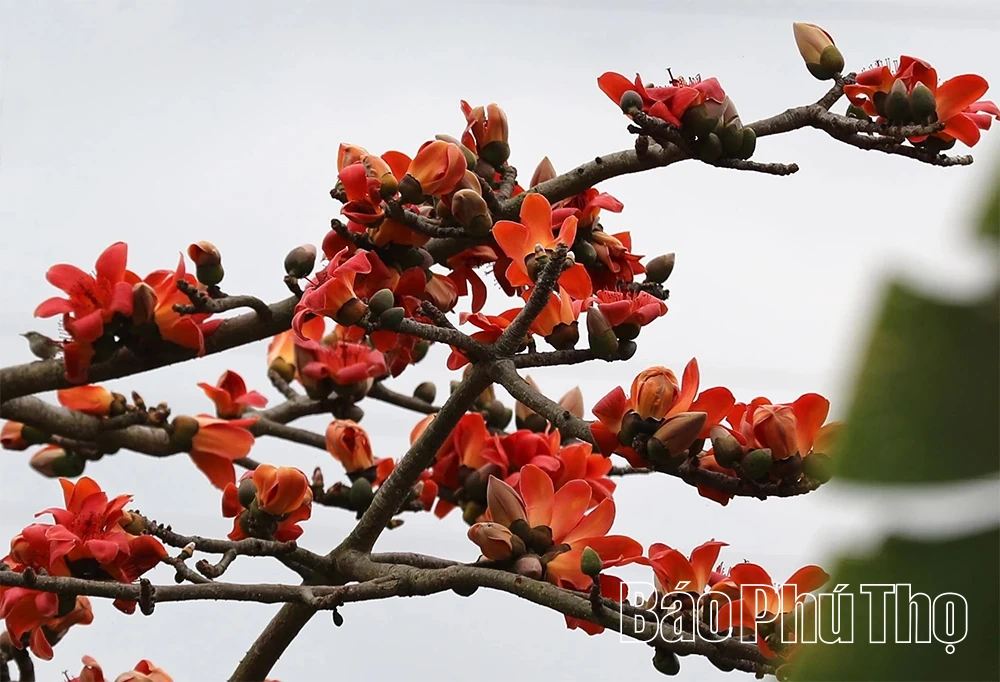 Sắc hoa tháng Ba