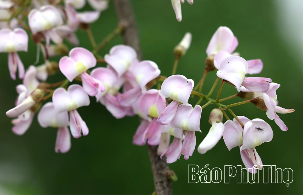 Sắc hoa tháng Ba