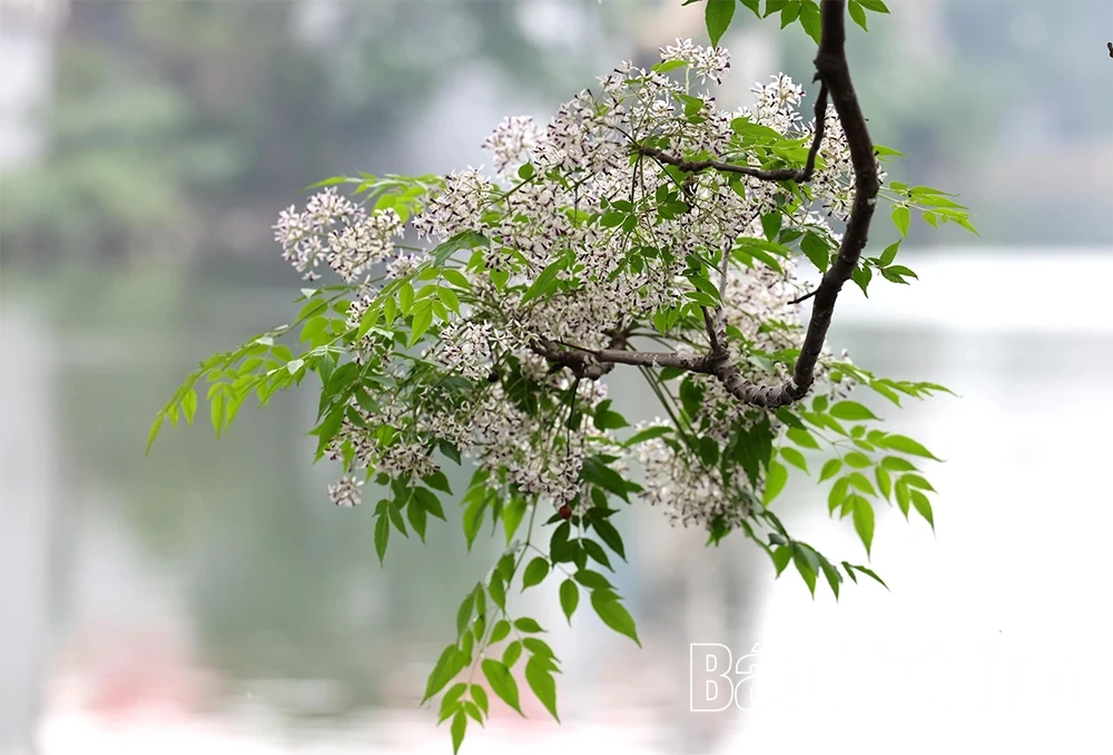 Sắc hoa tháng Ba