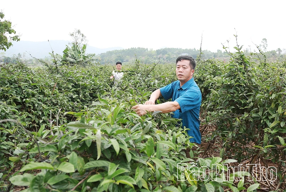 Đổi mới sản xuất nông nghiệp ở xã Đại Đình