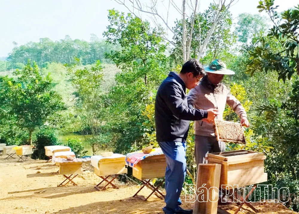 Làm giàu từ nghề nuôi ong