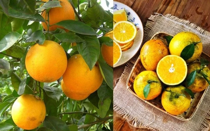 Giá cả thị trường ngày 25/3/2026