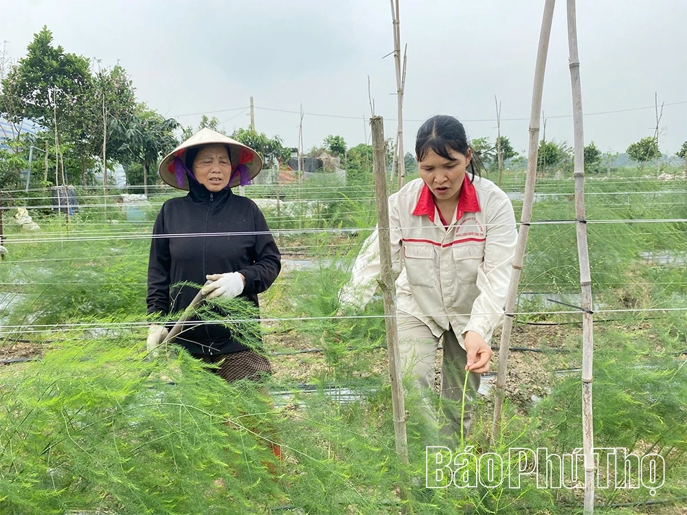 Làm giàu từ trồng nấm rơm và măng tây