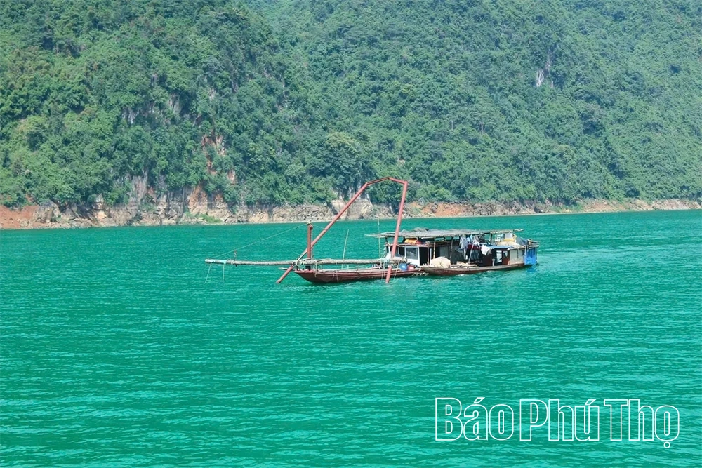 Săn “cá thủy tinh” giữa dòng Đà giang