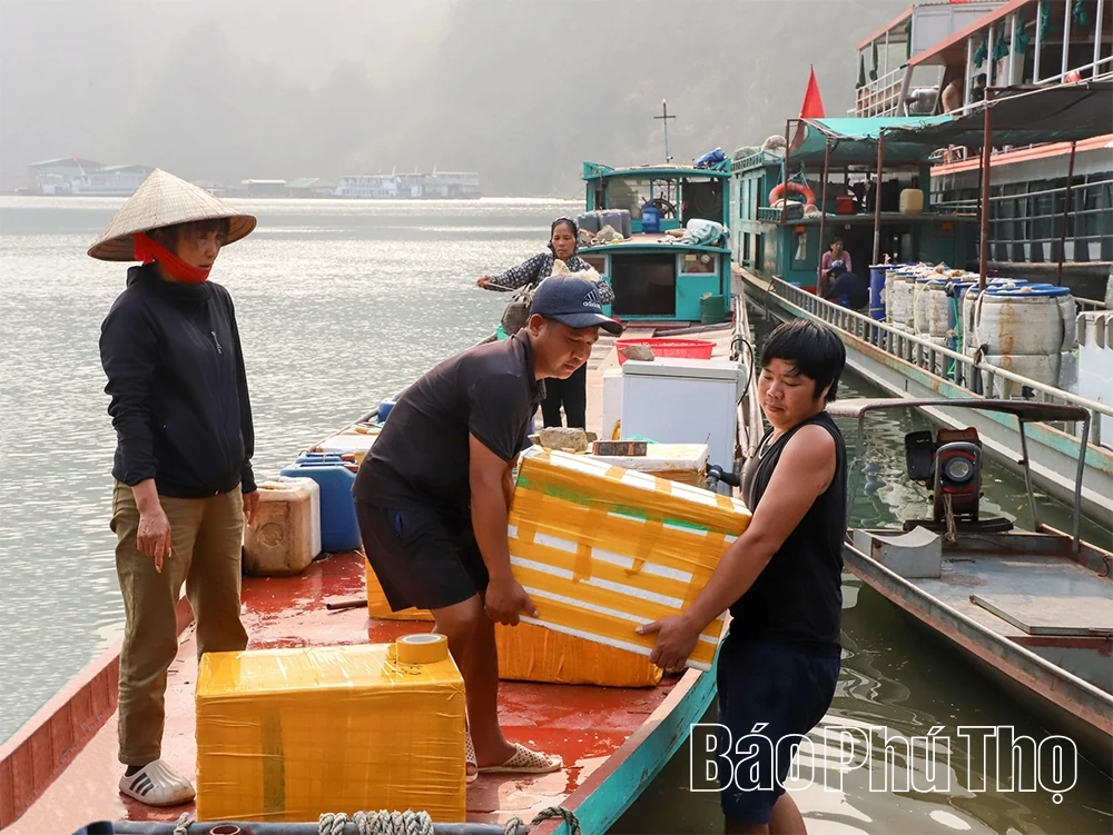 Săn “cá thủy tinh” giữa dòng Đà giang