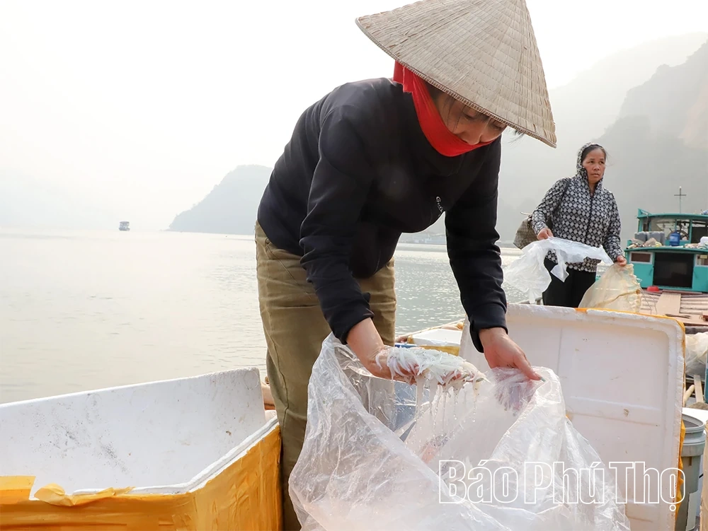 Săn “cá thủy tinh” giữa dòng Đà giang