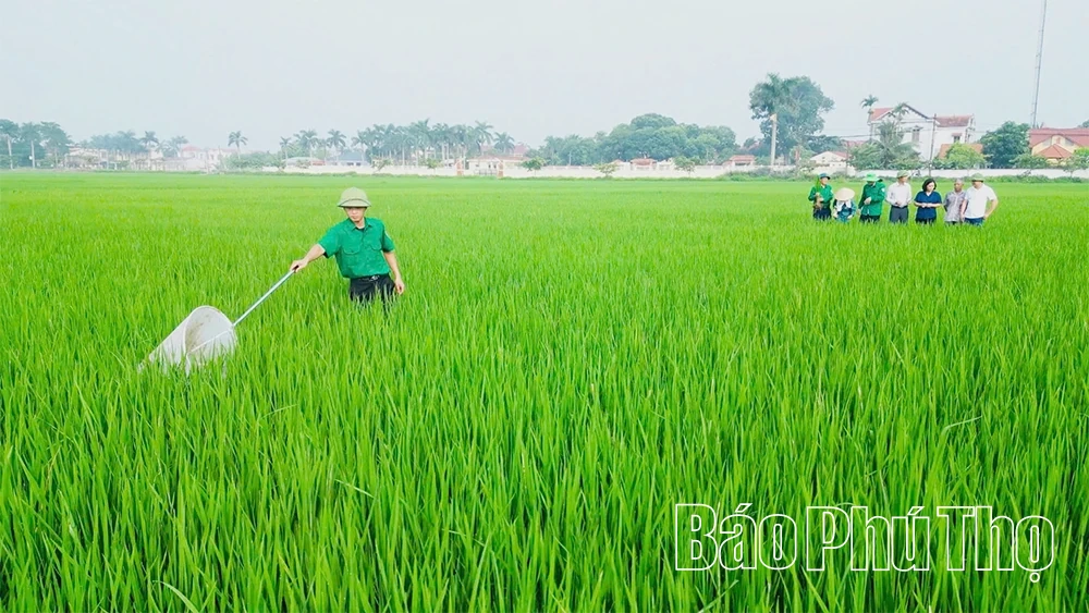 Bám sát đồng ruộng, ngăn sâu bệnh lây lan diện rộng vụ chiêm Xuân