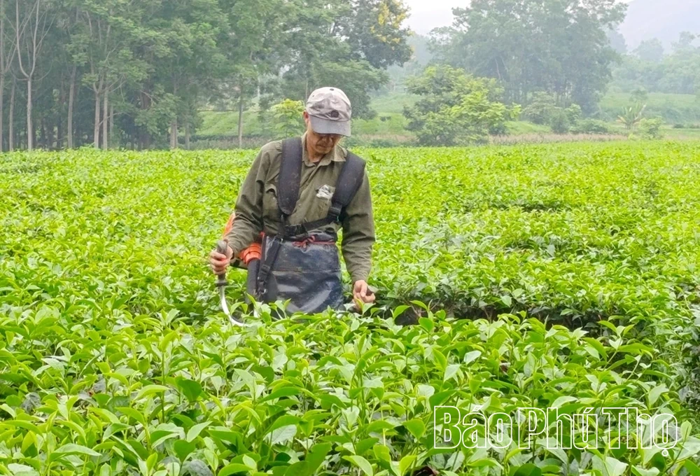 Phát triển kinh tế tập thể ở Tây Cốc