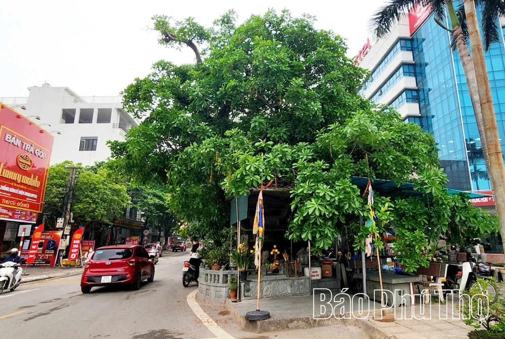 Li kỳ những vật thiêng trên đất Vĩnh Yên