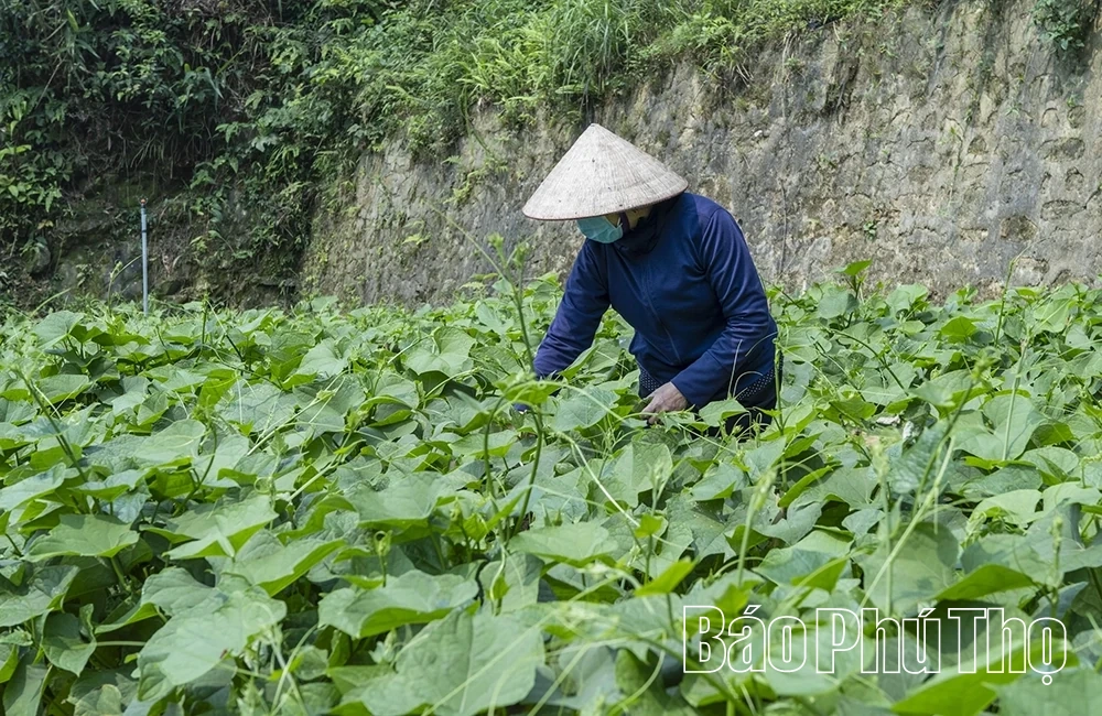 Tam Đảo mùa rau su su