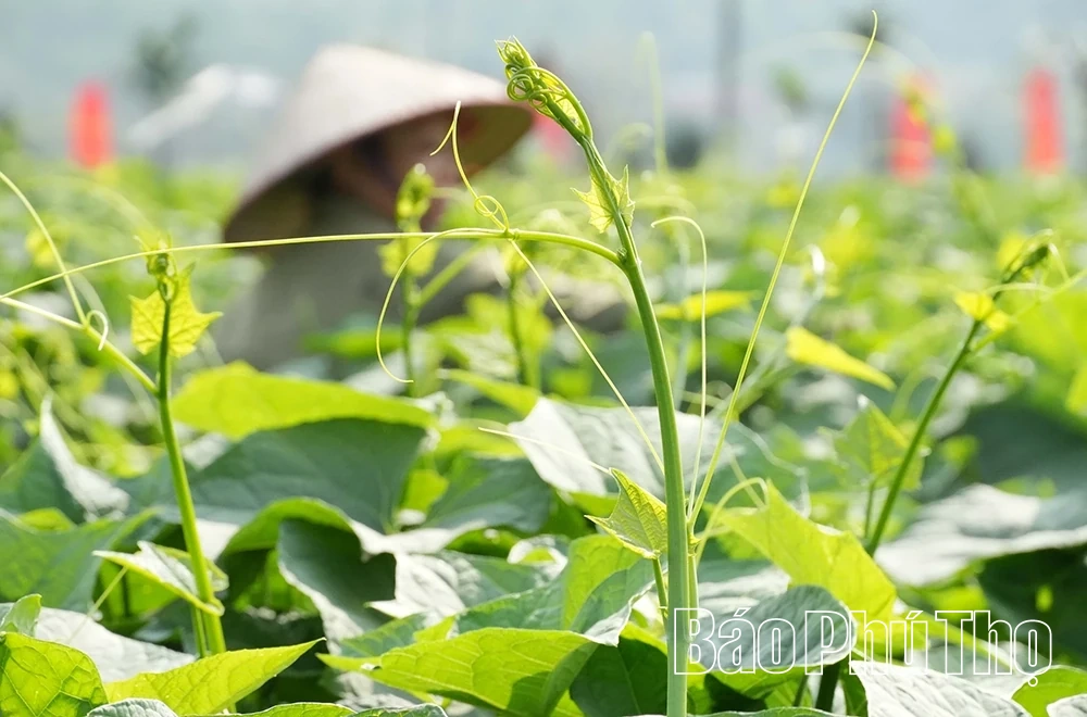 Tam Đảo mùa rau su su