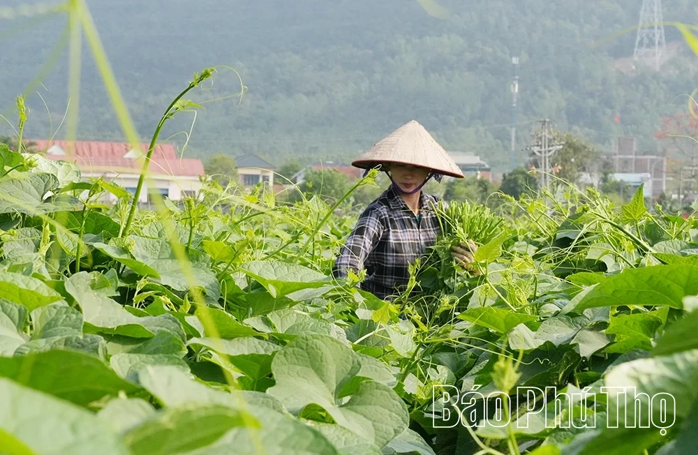 Tam Đảo mùa rau su su