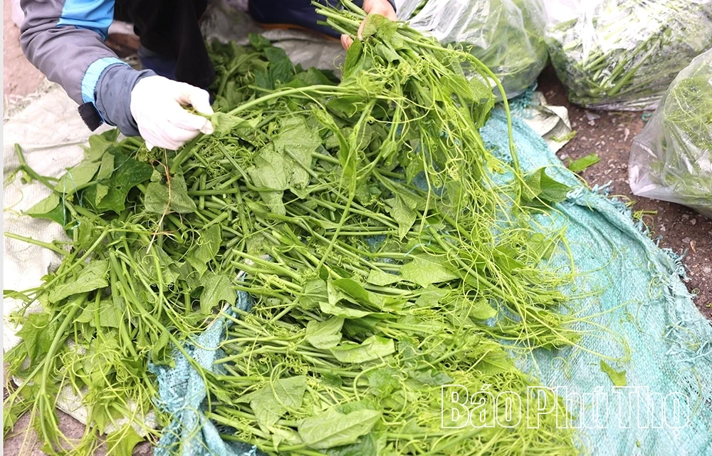 Tam Đảo mùa rau su su