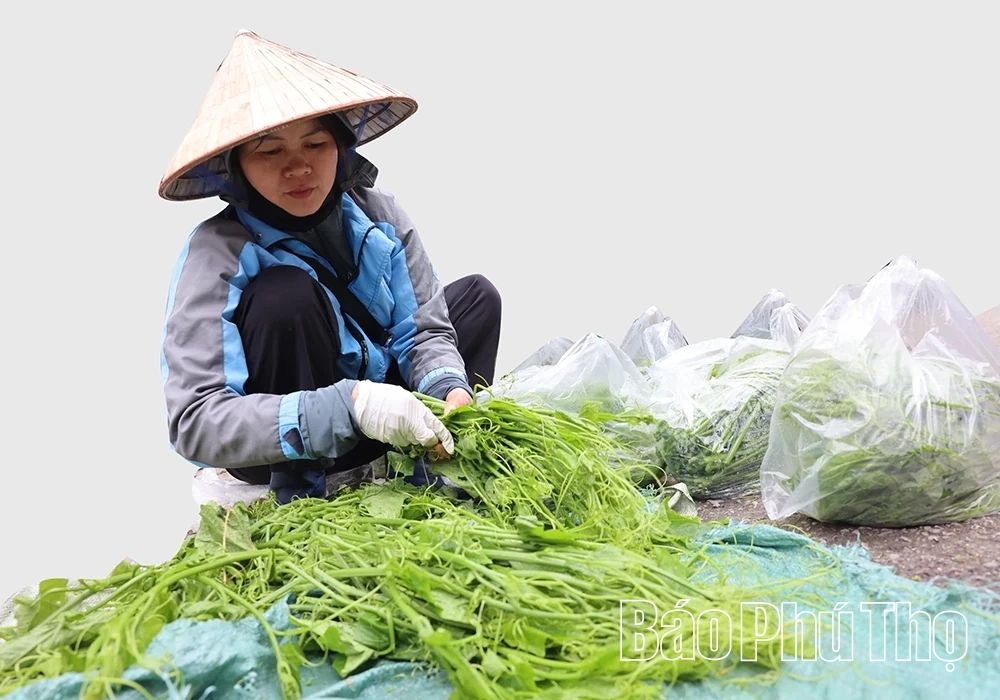 Tam Đảo mùa rau su su