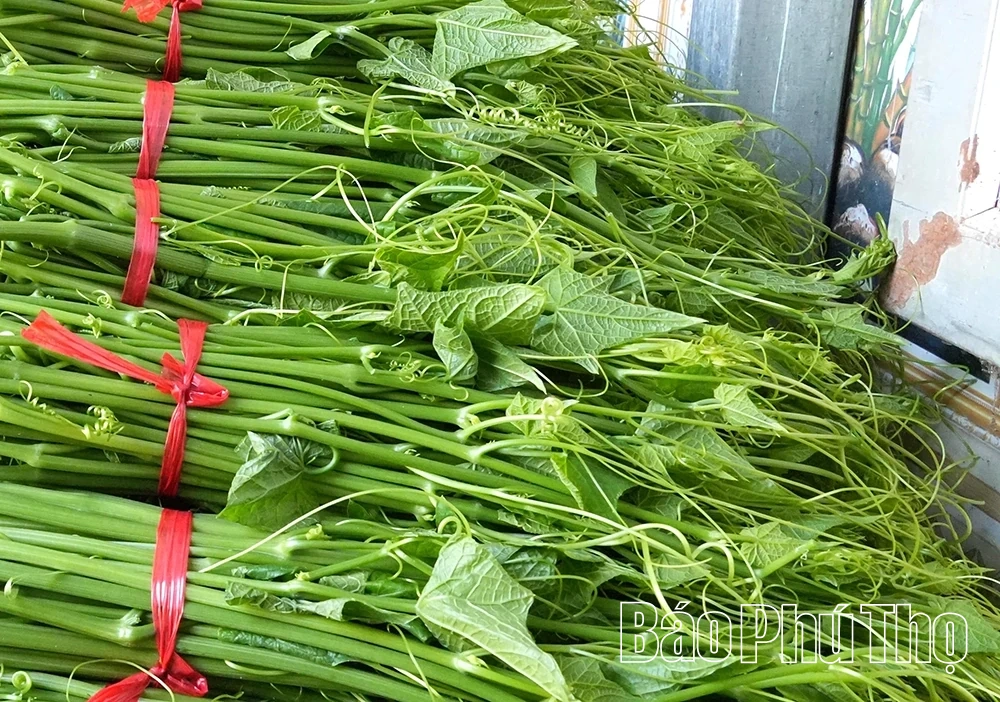 Tam Đảo mùa rau su su