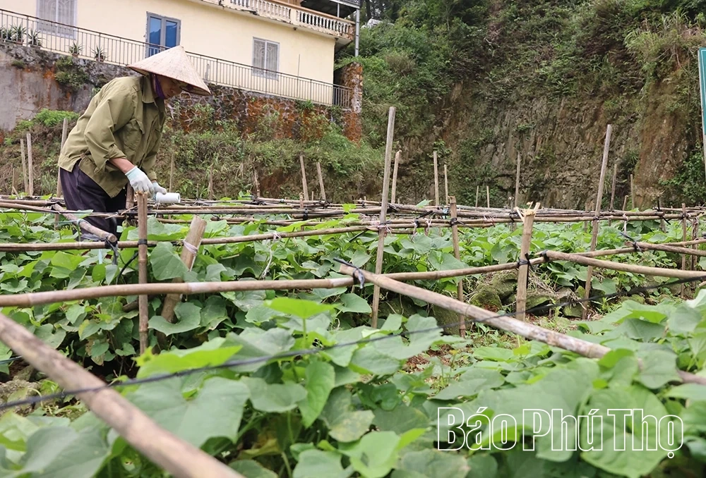 Tam Đảo mùa rau su su