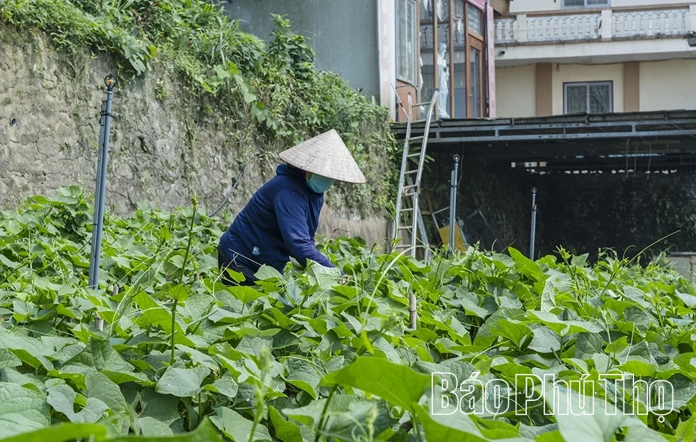 Tam Đảo mùa rau su su