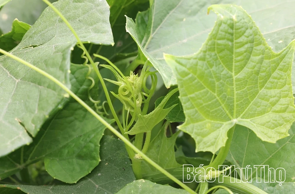 Tam Đảo mùa rau su su