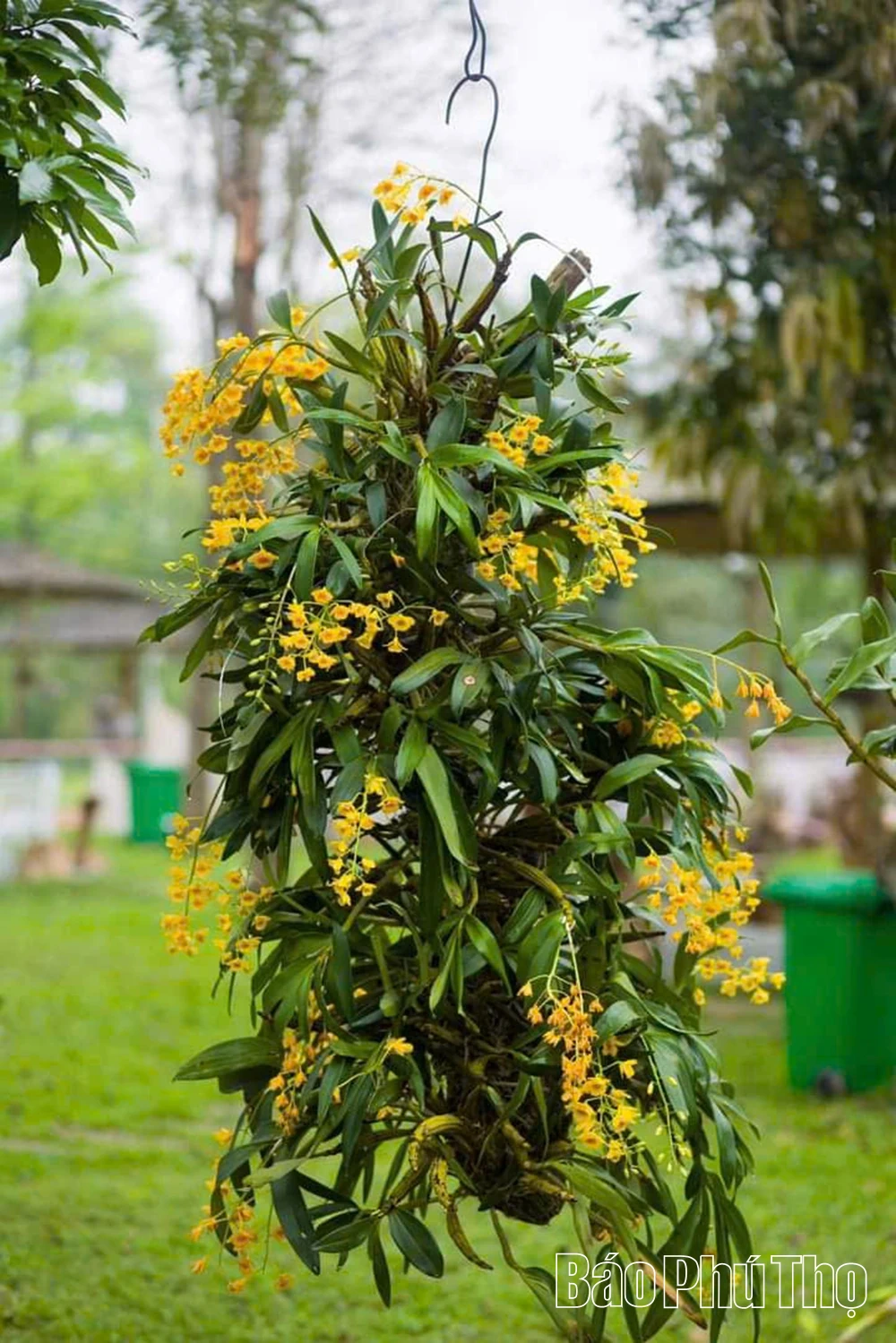 Sẵn sàng cho triển lãm hoa lan nghệ thuật toàn quốc lần thứ III tại Đền Hùng