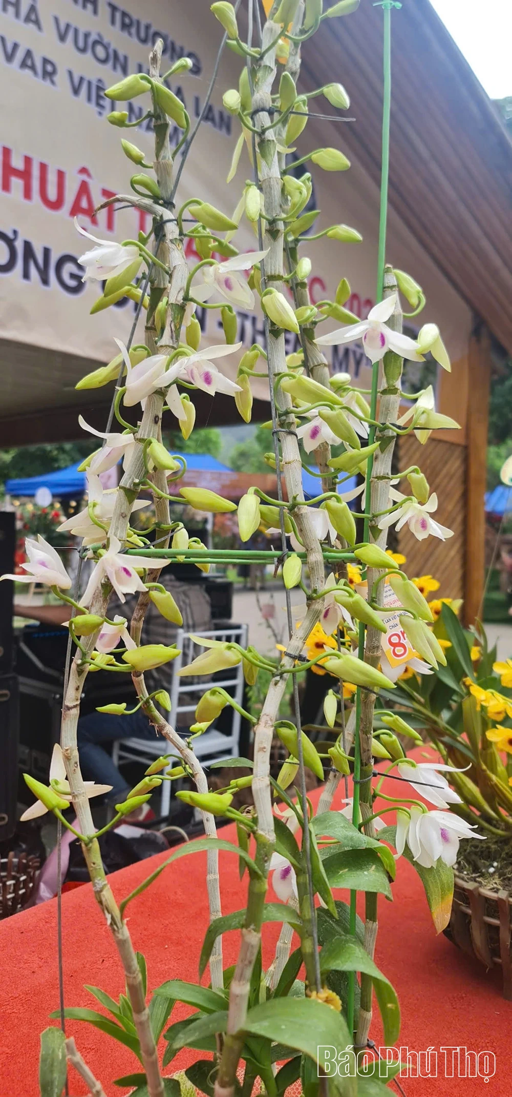 Sẵn sàng cho triển lãm hoa lan nghệ thuật toàn quốc lần thứ III tại Đền Hùng