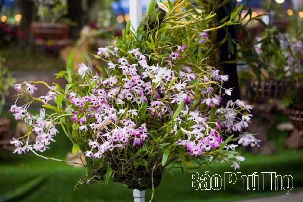 Sẵn sàng cho triển lãm hoa lan nghệ thuật toàn quốc lần thứ III tại Đền Hùng