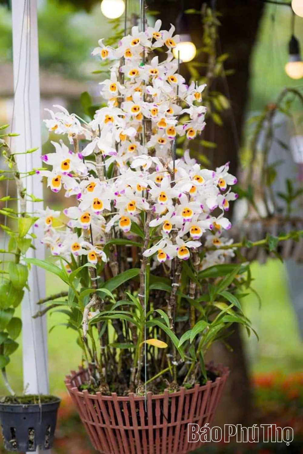 Sẵn sàng cho triển lãm hoa lan nghệ thuật toàn quốc lần thứ III tại Đền Hùng