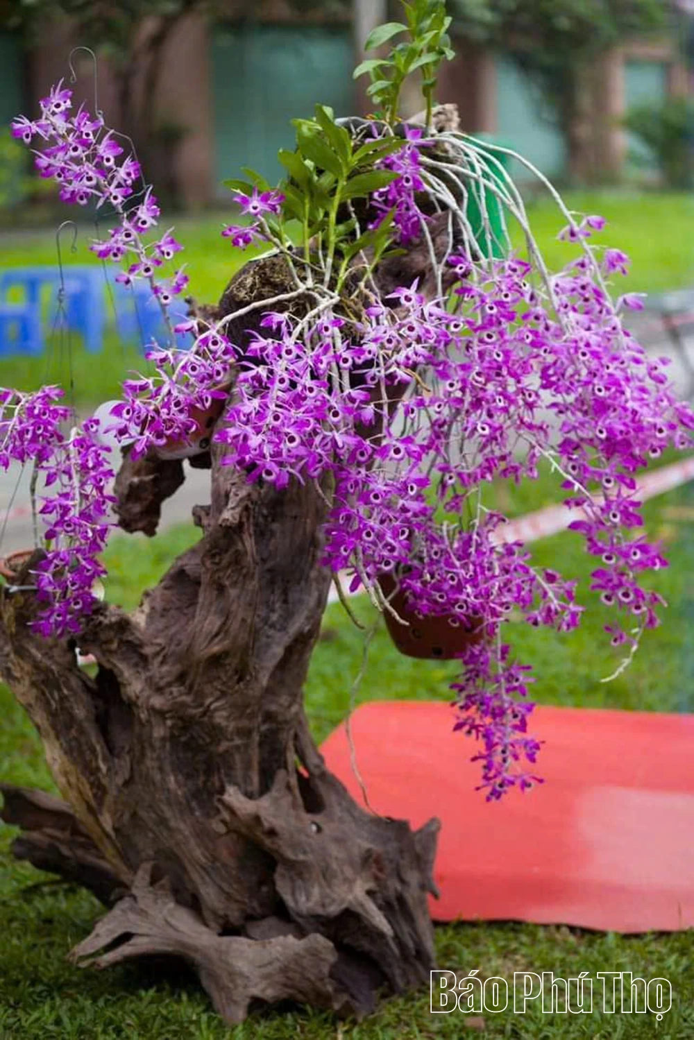 Sẵn sàng cho triển lãm hoa lan nghệ thuật toàn quốc lần thứ III tại Đền Hùng