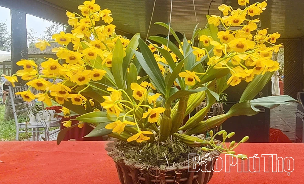 Sẵn sàng cho triển lãm hoa lan nghệ thuật toàn quốc lần thứ III tại Đền Hùng