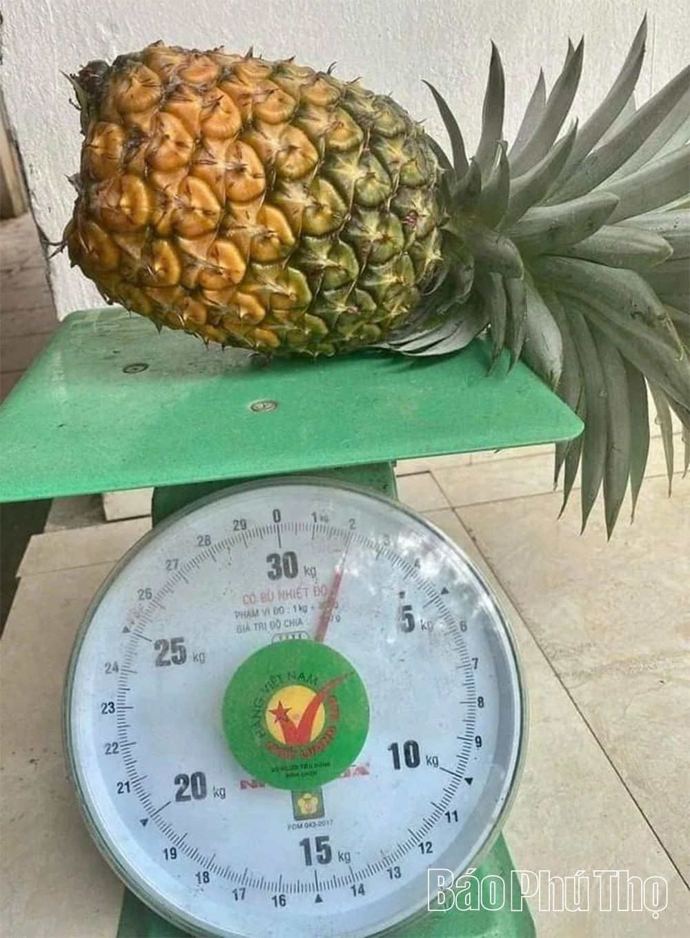 Dứa mật bén rễ, đất cằn thơm hương