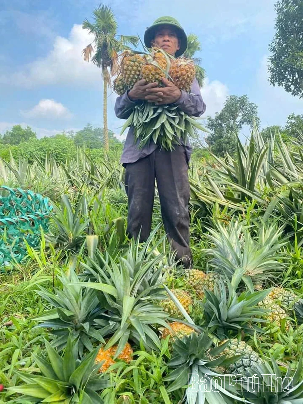 Dứa mật bén rễ, đất cằn thơm hương