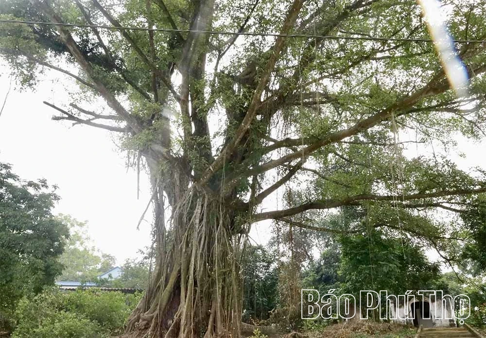 Khởi công công trình đình Mai Lĩnh, xã Tam Nông