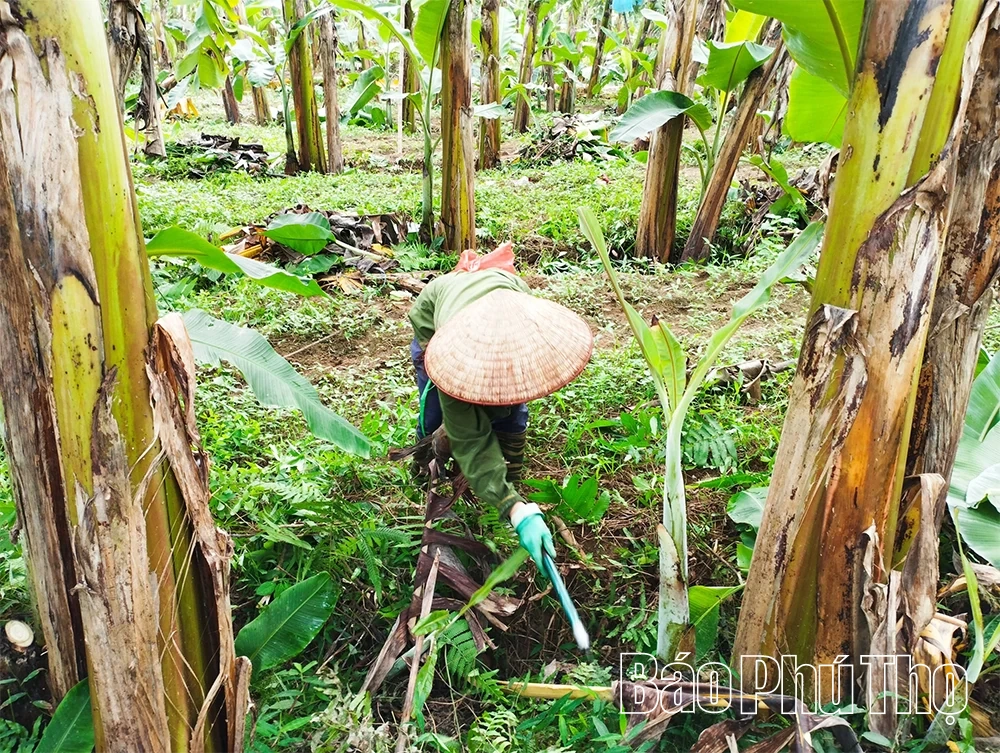 Hướng tới nền nông nghiệp hữu cơ