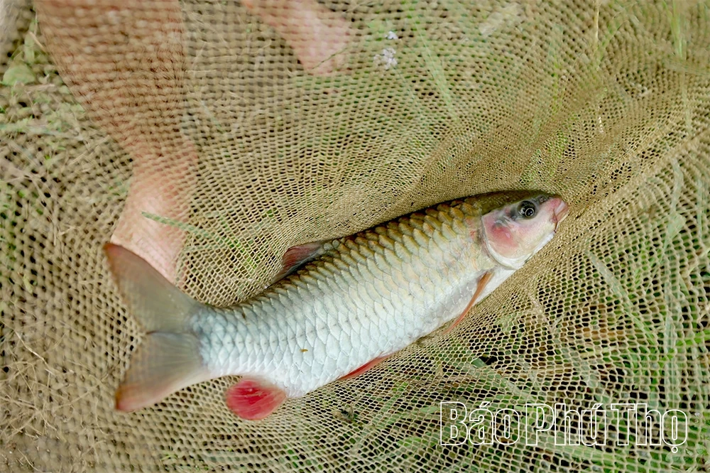 Xã Toàn Thắng đánh thức tiềm năng nuôi cá dầm xanh