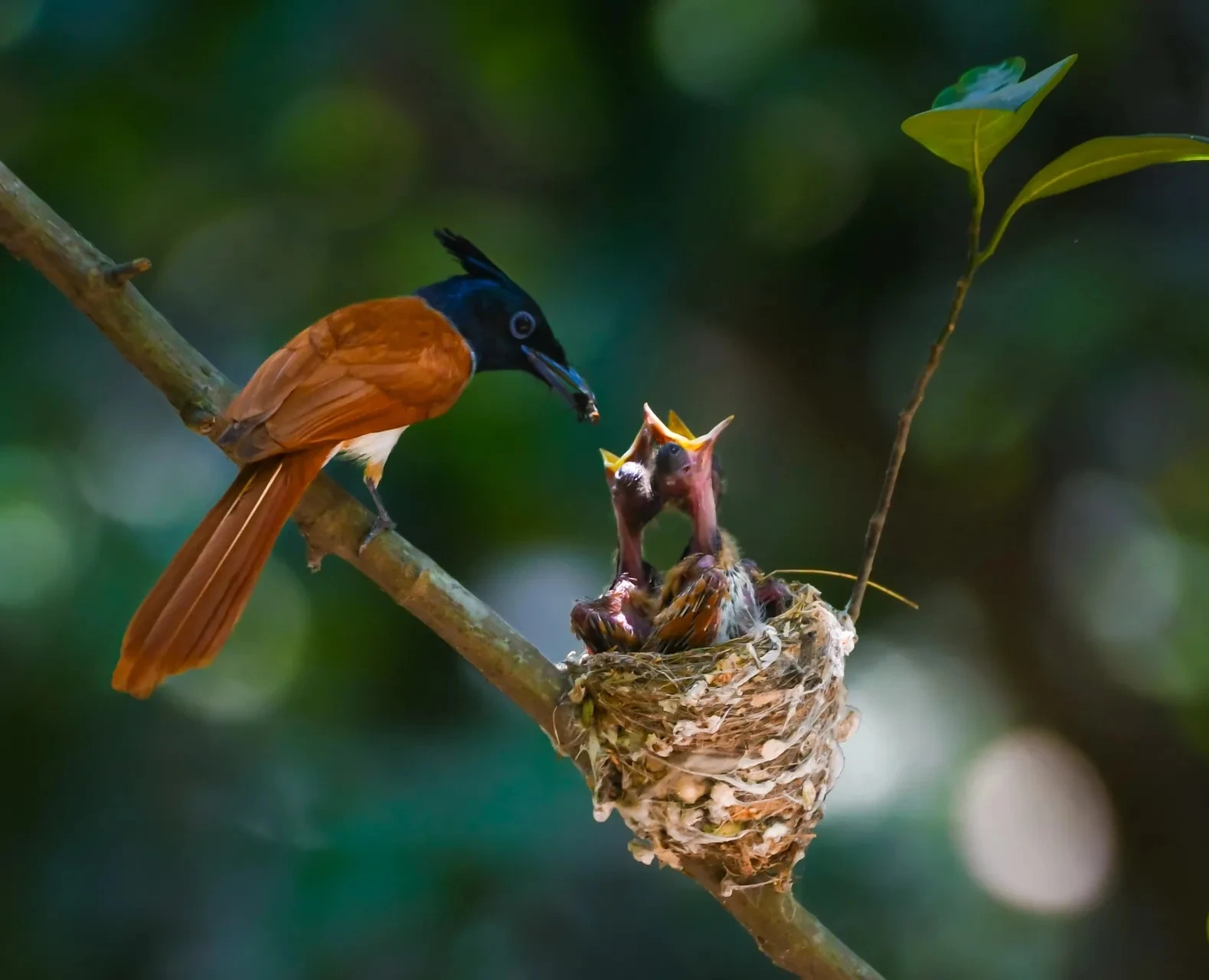 Một điểm đến ở Việt Nam vào top ngắm chim đẹp nhất thế giới