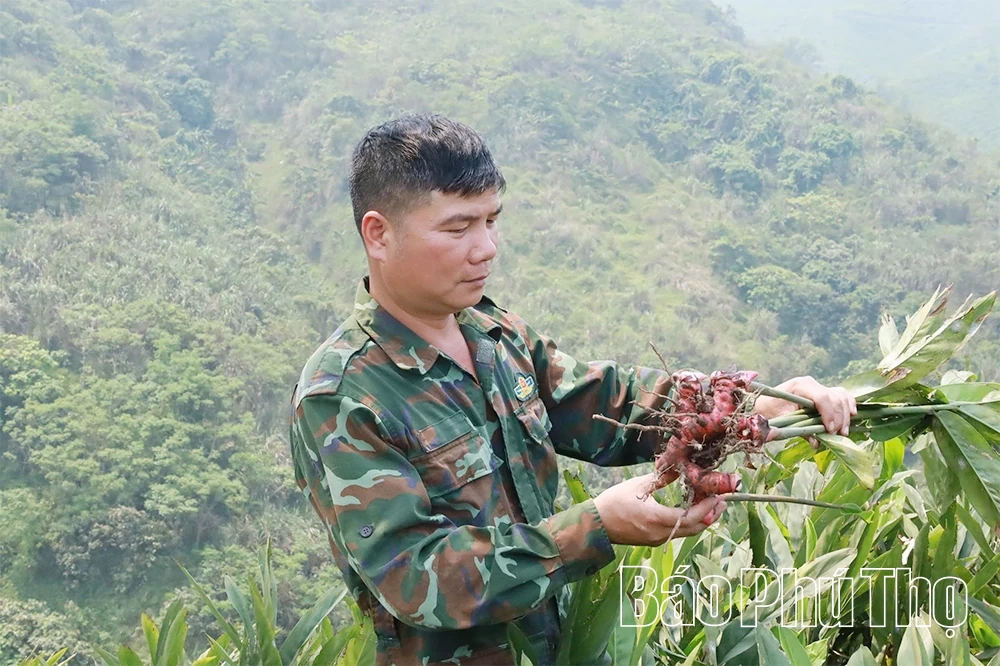 Người tiên phong xây dựng mô hình “Trồng riềng thương phẩm”