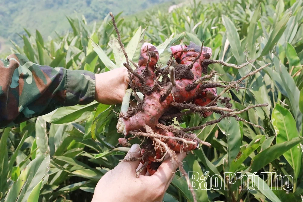 Người tiên phong xây dựng mô hình “Trồng riềng thương phẩm”