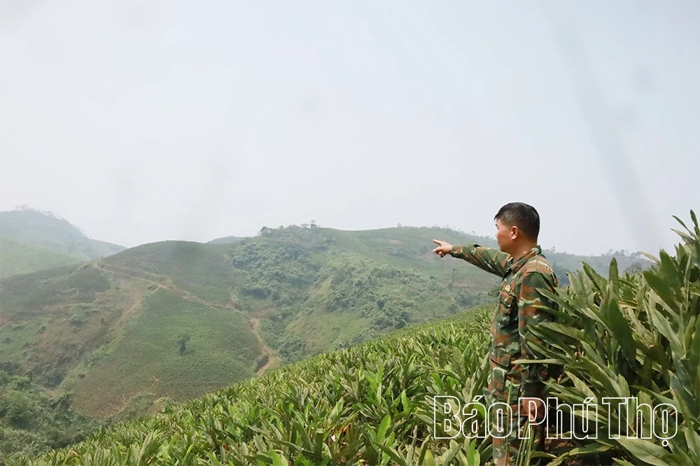 Người tiên phong xây dựng mô hình “Trồng riềng thương phẩm”