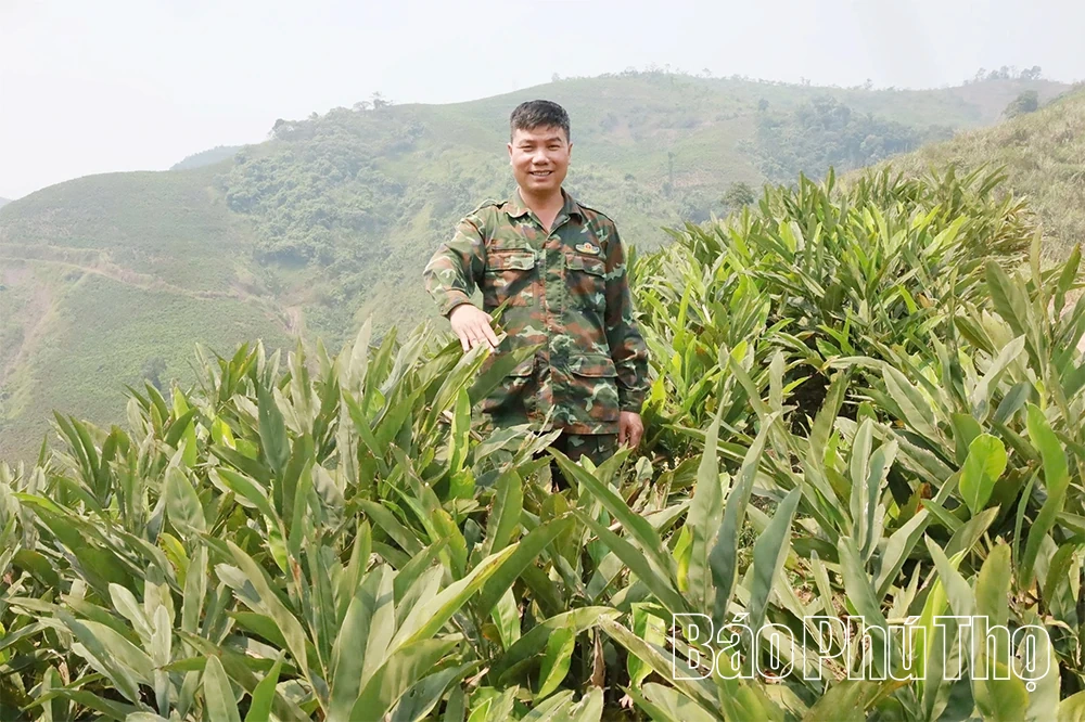 Người tiên phong xây dựng mô hình “Trồng riềng thương phẩm”