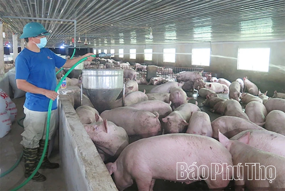 Sử dụng điện hiệu quả trong chăn nuôi