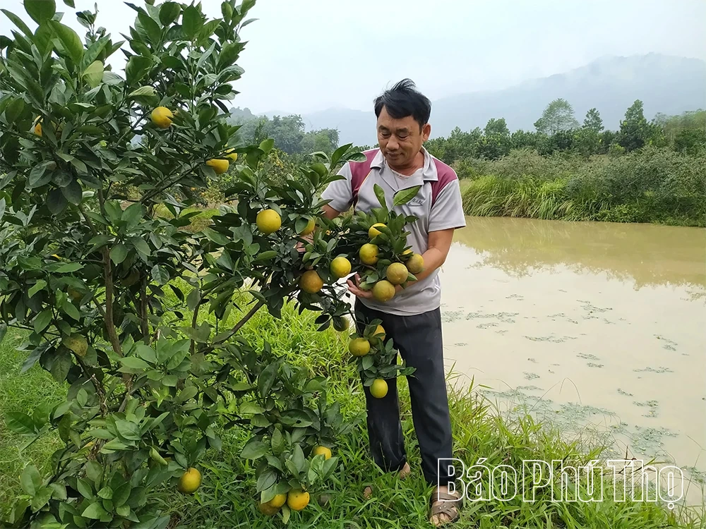 Hiệu quả của mô hình ICM trên cây bưởi ở Xuân Viên