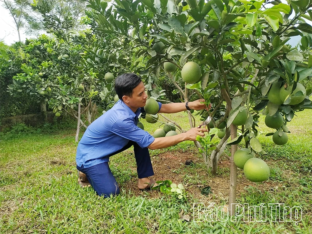 Hiệu quả của mô hình ICM trên cây bưởi ở Xuân Viên