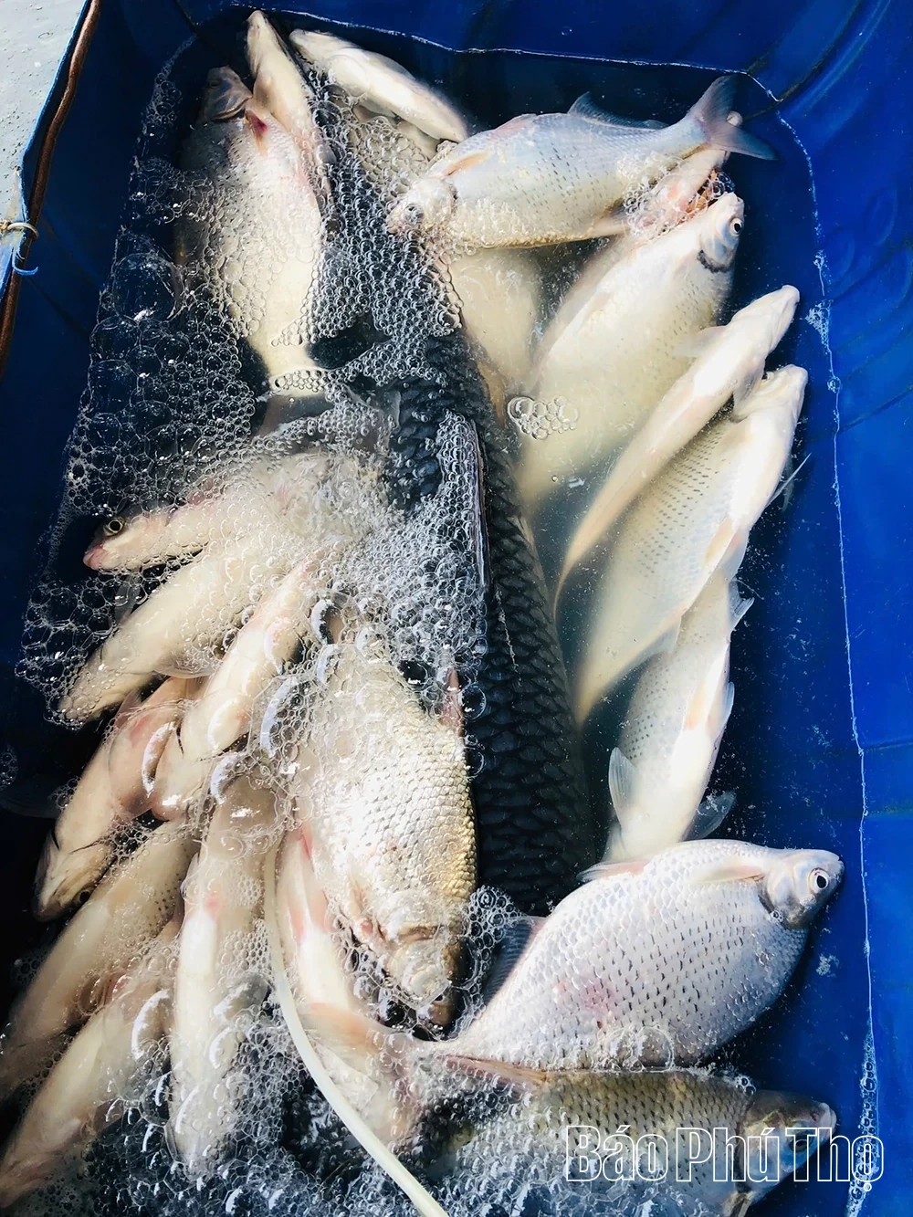 Đặc sản cá vền sông Lô “đắt sắt ra miếng” vẫn không đủ hàng để bán