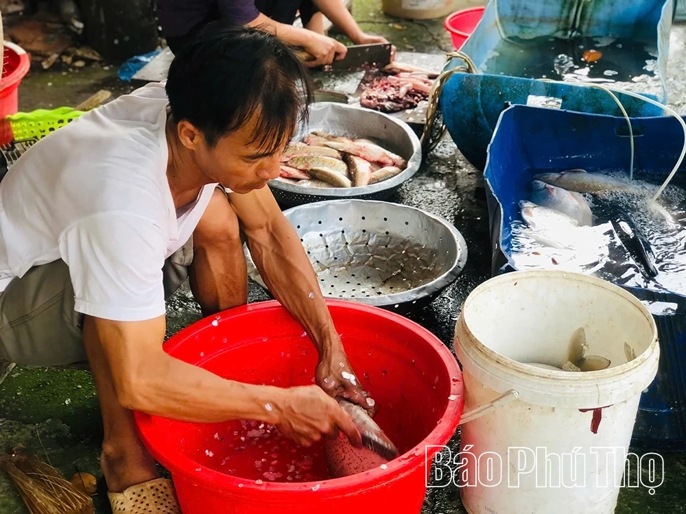 Đặc sản cá vền sông Lô “đắt sắt ra miếng” vẫn không đủ hàng để bán