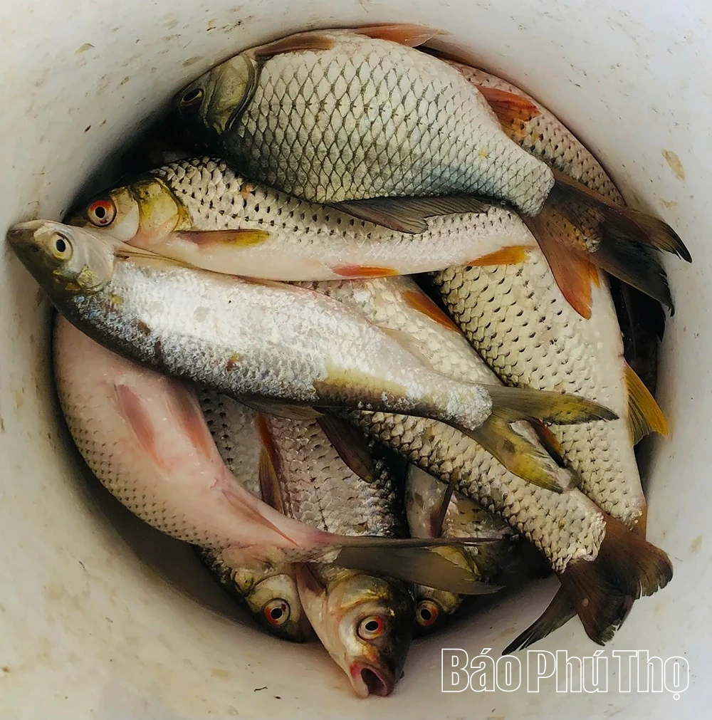 Đặc sản cá vền sông Lô “đắt sắt ra miếng” vẫn không đủ hàng để bán